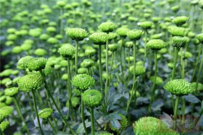 许昌：彩菊飘香花开正艳